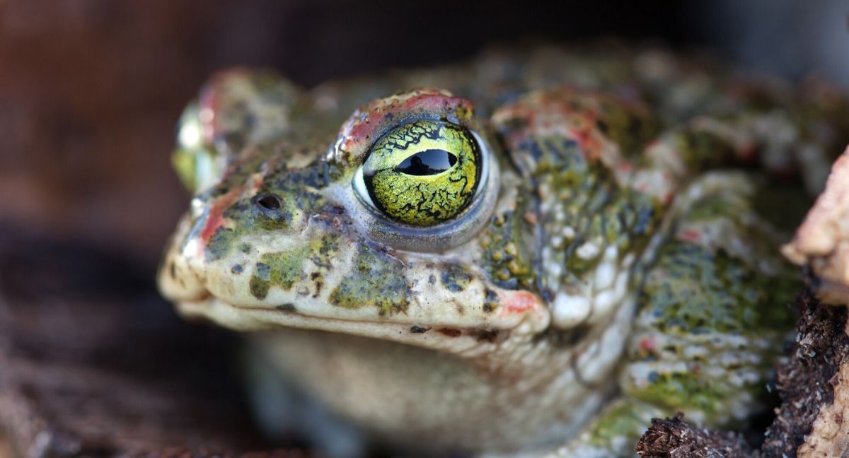 eat_frog_onboarding
